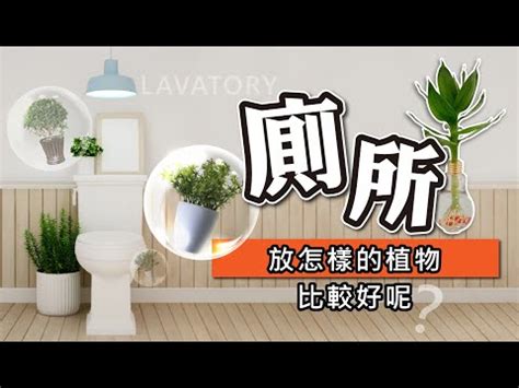 廁所 植物 推薦|廁所空氣清新秘訣：6種淨化空氣的植物推薦 